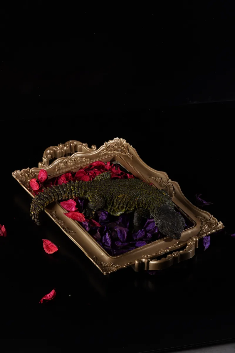 Lézard baroque – Composition artistique sur plateau doré et pétales colorés Lézard décoratif sur plateau doré baroque avec des pétales rouges et violets sur fond noir